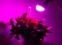 LED светодиодная лампа для растений 9W, E27 - 4